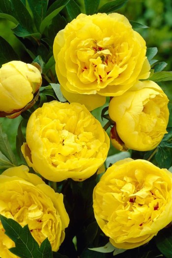 Півонія деревовидна Єллоу | Paeonia suffruticosa Yellow | Пион древовидный Еллоу